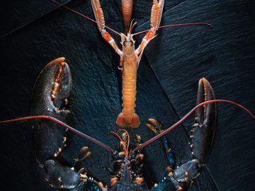 Homard M'a Tué 0059 Md